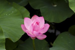 Licensed Lotus App Download: Step-by-Step Guide for India (2027)
